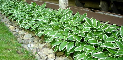 Hosta plants growing next to a house