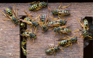 Wasp colony, wasps gathering on wood