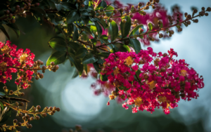 Crape Myrtle